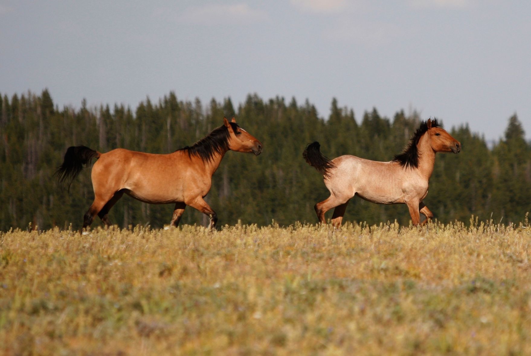 A horse and a colt